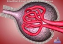 kidney Function And Anatomy