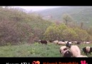 Kılam Dengbeja - LIMIN BIRA...