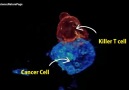 Killer T Cells Attacking Cancer Cells