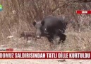150 kiloluk domuzun saldırısına uğradı