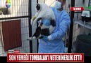 18 KİLOLUK KEDİ TOMBALAK