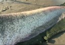 117 kiloluk yayın balığı izle ve paylaş