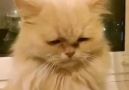 Kim Ağlattı Yaw Bu kediyi - Şanlıurfa Şivesi Karikatürleri