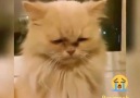 Kim üzdü lan bu kediyi ağlıyor resmen (