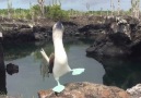 Kingdoms - Blue Footed Booby&Mating Ritual Facebook