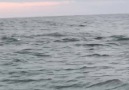 King mackerel air show