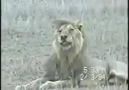 King of the Jungle. A lions encounter with the Angel of Death