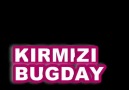 KIRMIZI BUĞDAY