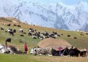 Kırmızı Güllerin Sarı Tohumu - Müslüm Bozkurt