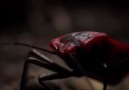 Kırmızı Japon Böceği