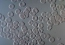 Kırmızı kan hücreleri- DIC mikroskobu