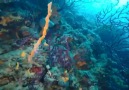 Kırmızı Mercan Resifleri Cunda Adası Koray Gerçe Videosu