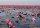 Kırmızı Nilüfer denizi - Udon Thani Tayland