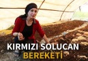 Kırmızı solucan bereketi