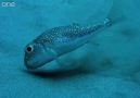 Kirpi Balığının Sualtındaki Muhteşem Sanatı