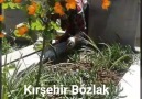 Kırşehir Bozlak - Yitirdim Anamı