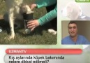 Kış ayında köpek bakımında dikkat edilmesi gereken noktalar.