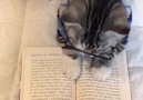 Kitap kurfu kedi