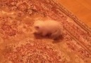 Kitten Afraid Of The Carpet