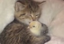 Kitten And Duck Friendship Goals