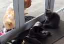 Kitten and Rooster Acting Tough