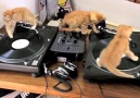 Kitten Beats Vol 1