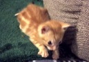 Kitten Born Without Eyelids Loves His New Siblings