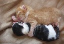 Kitten cuddles!