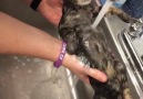 kitten enjoying bath