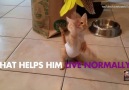 Kitten Gets New Lease on Life