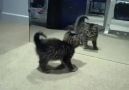 Kitten goes crazy after discovering the mirror!