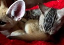 Kitten Grooms Fennec Fox