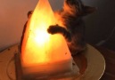 Kitten Loves salt lamps