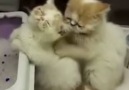 Kitten massage therapy