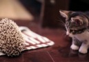 KITTEN MEETS HEDGEHOG