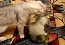 Kitten Plays Around in Jar