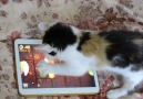 Kitten Plays Fruit Ninja