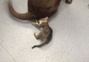 Kitten Plays With Dog Tail