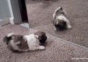 Kittens and Puppies vs. Mirror!