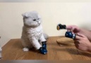 Kittens are so funny Credit JukinVideo storyful ViralHog Newsflare