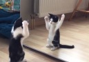 Kitten Sees Himself In The Mirror For The First Time And Can't...