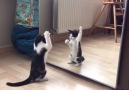 Kitten Sees Reflection in Mirror and Tries to Attack It