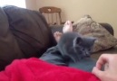 Kittens Get Scared Easily