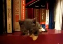 Kitten Sleeping on a Bookshelf!