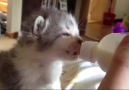 Kittens' milk time :)