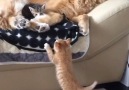 Kittens nap on fren