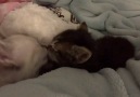 kittens' sweet little kisses