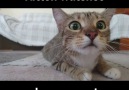 Kitten Watches A Horror Movie
