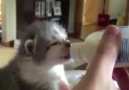 Kitten Wiggles Ears While Drinking!