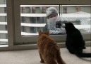 Kitties have an exceptional bond with the window cleaner.